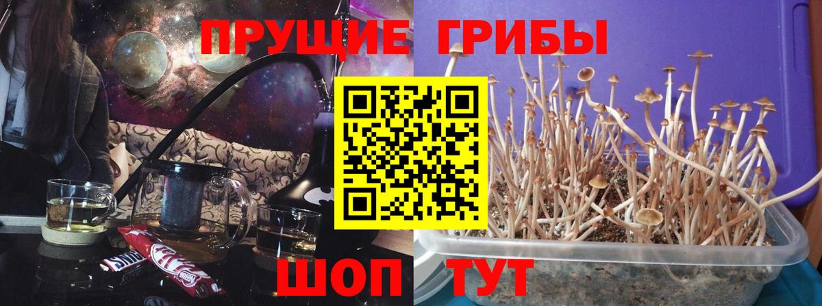 Междуреченск  Галлюциногенные грибы прущие грибы  Вход с VPN 